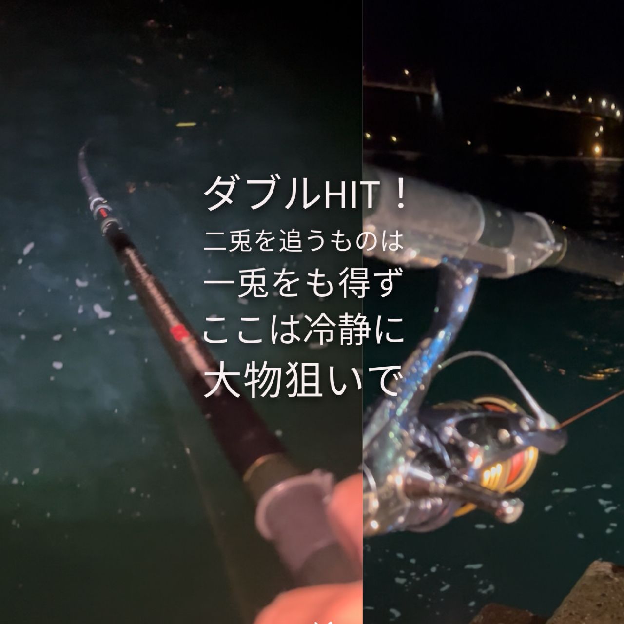 アオリイカ