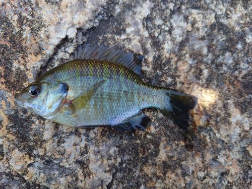 ブルーギルの釣果