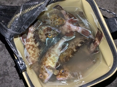 カサゴの釣果