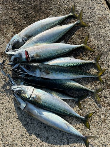 サバの釣果