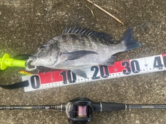 チヌの釣果