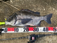 チヌの釣果