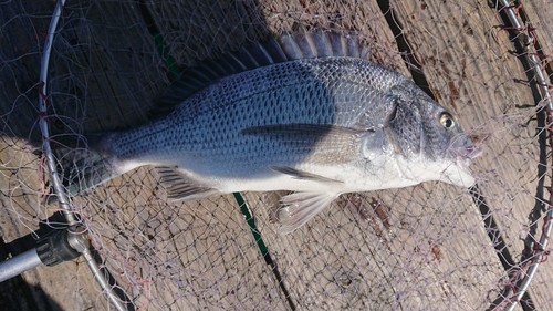 チヌの釣果