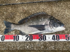 チヌの釣果