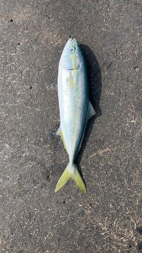 フクラギの釣果