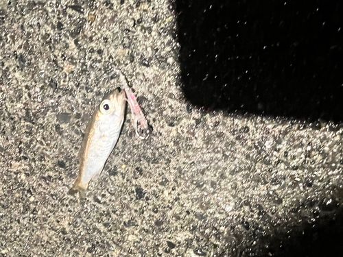 アカムツの釣果