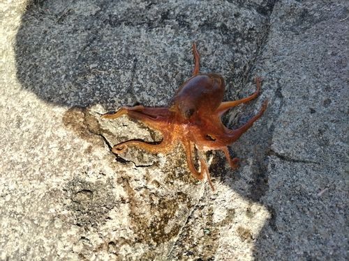 タコの釣果