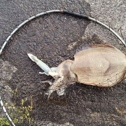 モンゴウイカ