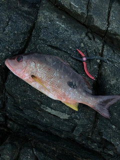 クロホシフエダイの釣果