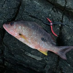 クロホシフエダイ