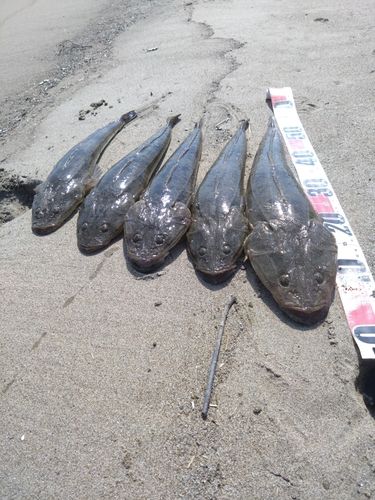 マゴチの釣果
