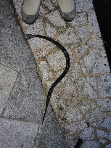 ダツの釣果