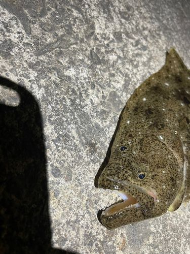 ヒラメの釣果