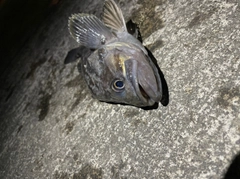 クロソイの釣果