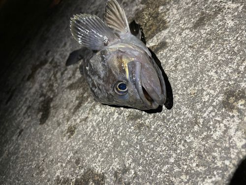 クロソイの釣果
