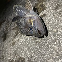 クロソイ