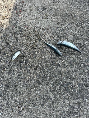 サバの釣果