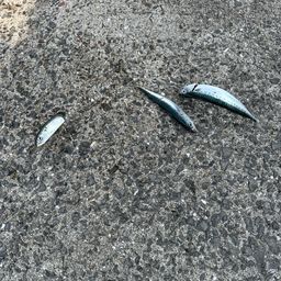 サバ