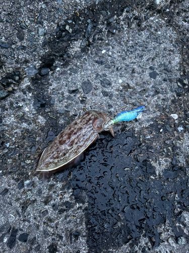 コウイカの釣果