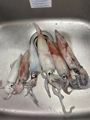 ケンサキイカの釣果