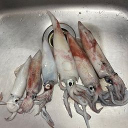 ケンサキイカ