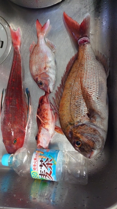 マダイの釣果