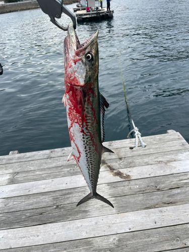 サゴシの釣果