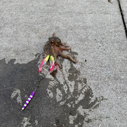 タコ