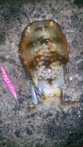 アオリイカの釣果