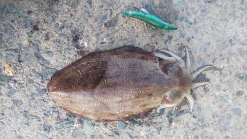 モンゴウイカの釣果