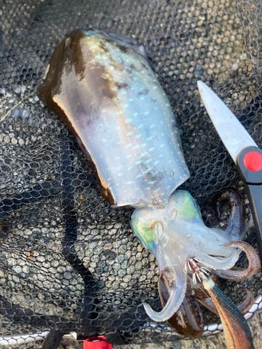 アオリイカの釣果