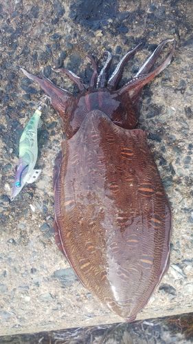 モンゴウイカの釣果