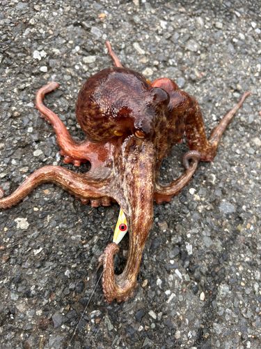 タコの釣果