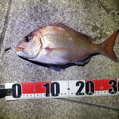 マダイの釣果