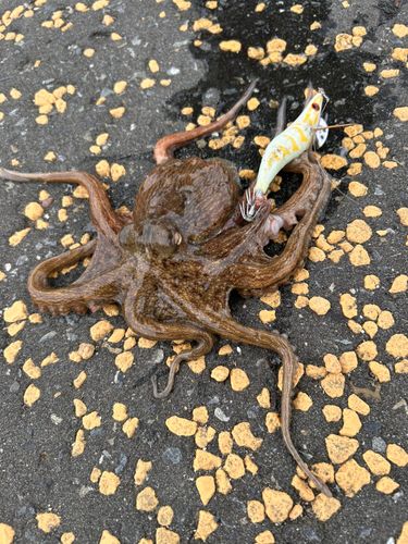 タコの釣果