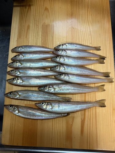 キスの釣果