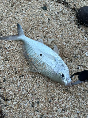 クロサギの釣果