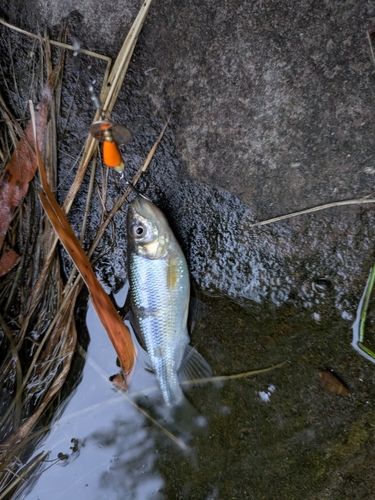 カワムツの釣果