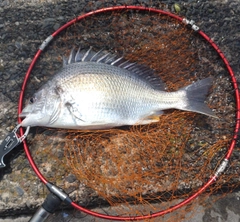 キビレの釣果