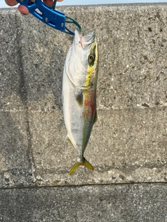 ヤズの釣果