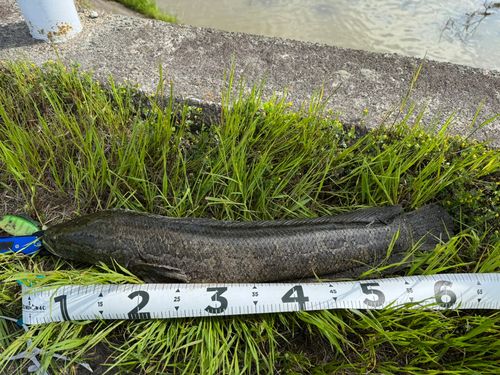 ライギョの釣果