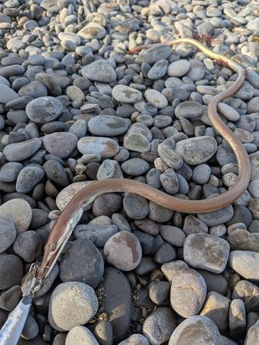 ダイナンウミヘビの釣果
