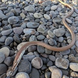 ダイナンウミヘビ