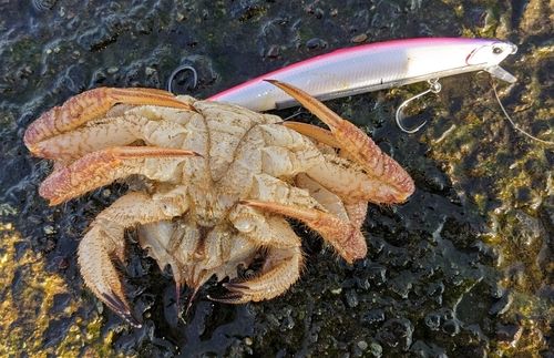 カニの釣果