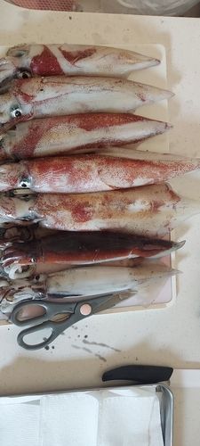 ケンサキイカの釣果