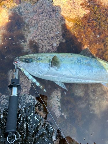 メジロの釣果