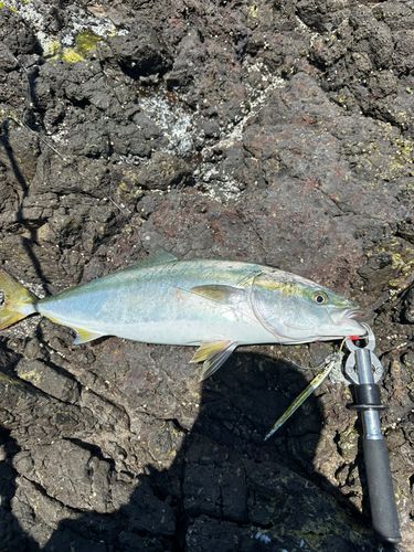 メジロの釣果