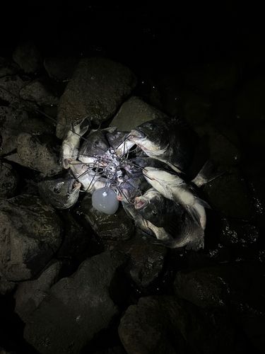 クロダイの釣果