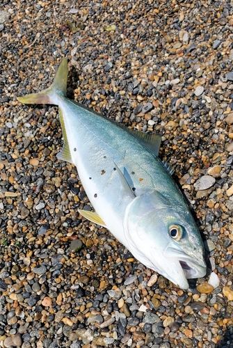 ワカシの釣果