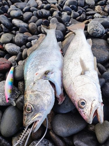 ニベの釣果